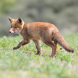 Fox cubs